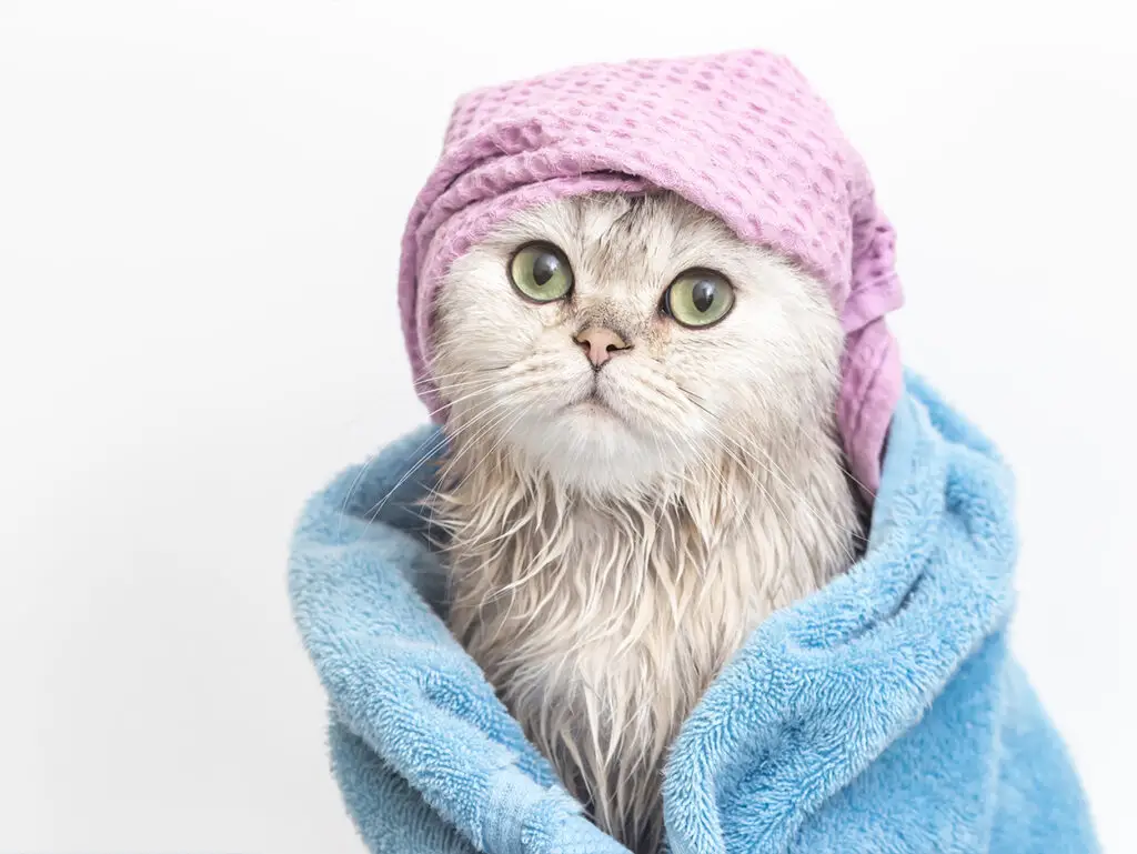 Wet cat wrapped in a towel after a bath, cat grooming in Doha