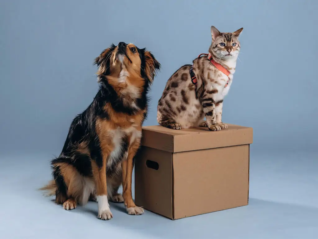 Dog and Bengal cat with a box, mobile pet grooming Doha
