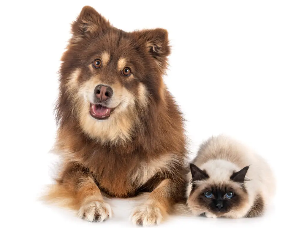 Brown dog and Birman cat sitting together before a mobile pet grooming visit in Qatar
